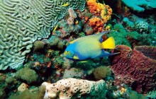 Tobago Buccoo Reef with Highlights