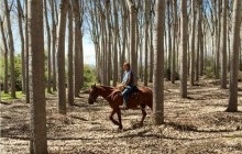Horseback Wine Tour and a Chilean Country Grill - Private Tour