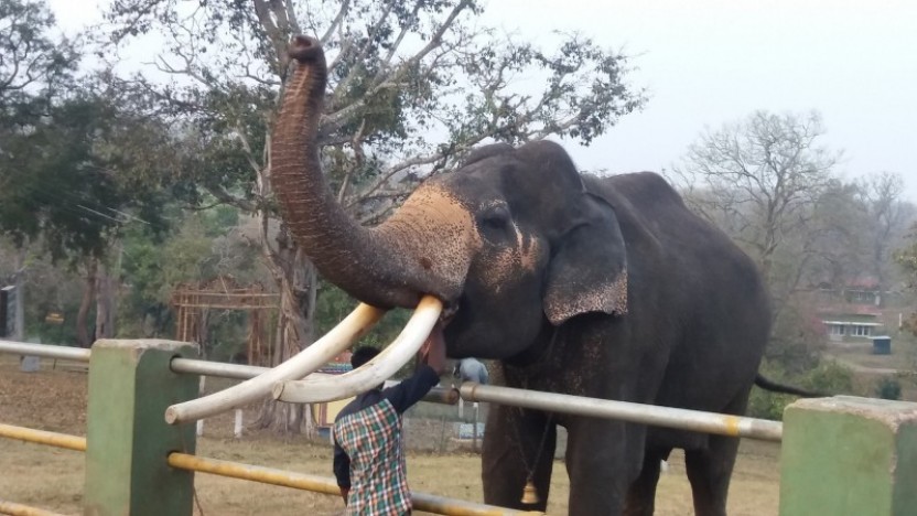 Wildlife & Tea Tasting Trail, Nilgiris - 6 days