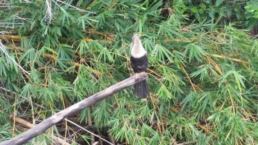 Monkey River Tour