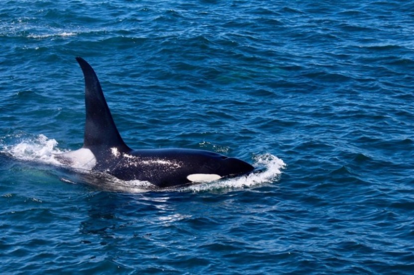 Alaska Kenai Adventure - 9 Days