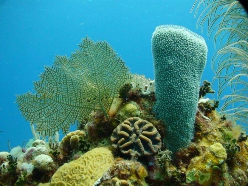 West Bay Snorkeling and Beach Tour