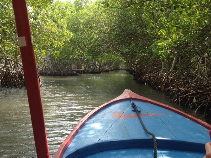 Mangroves Tour