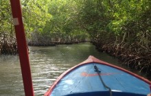 Mangroves Tour