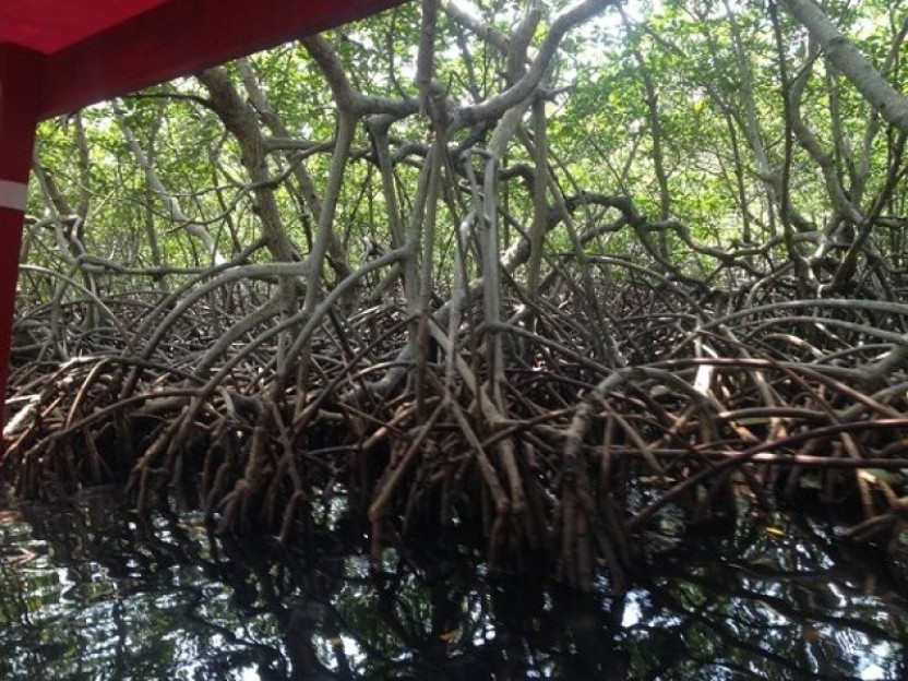 Mangroves Tour