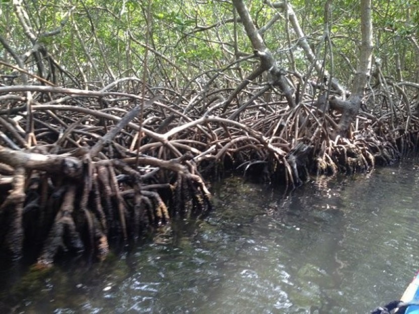 Mangroves Tour