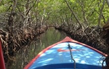 Mangroves Tour