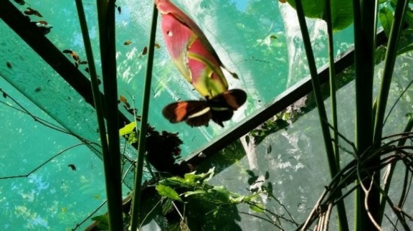 Zipline, Butterfly Monkey Park Combo