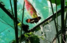 Zipline, Butterfly Monkey Park Combo