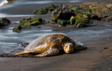 Roberts Hawaii4