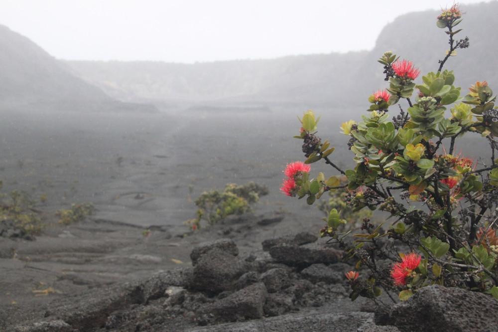 Roberts Hawaii: Shore Excursions
