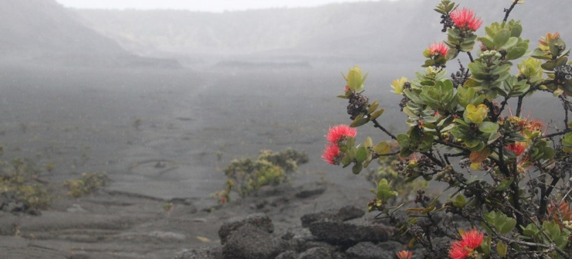Hawaii - Private Tour (Kona) Volcano National Park and Rainbow Falls