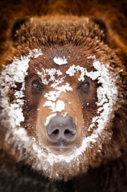 Explore Transylvania: Bear Sanctuary, Bran Castle & Brasov tour