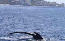 Makani Catamaran9