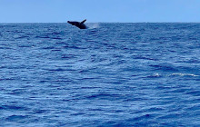 Makani Catamaran11