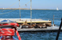 Sea Monkey Adventures LLC16