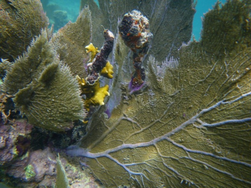 Discover Scuba Diving (2-Tank dive)