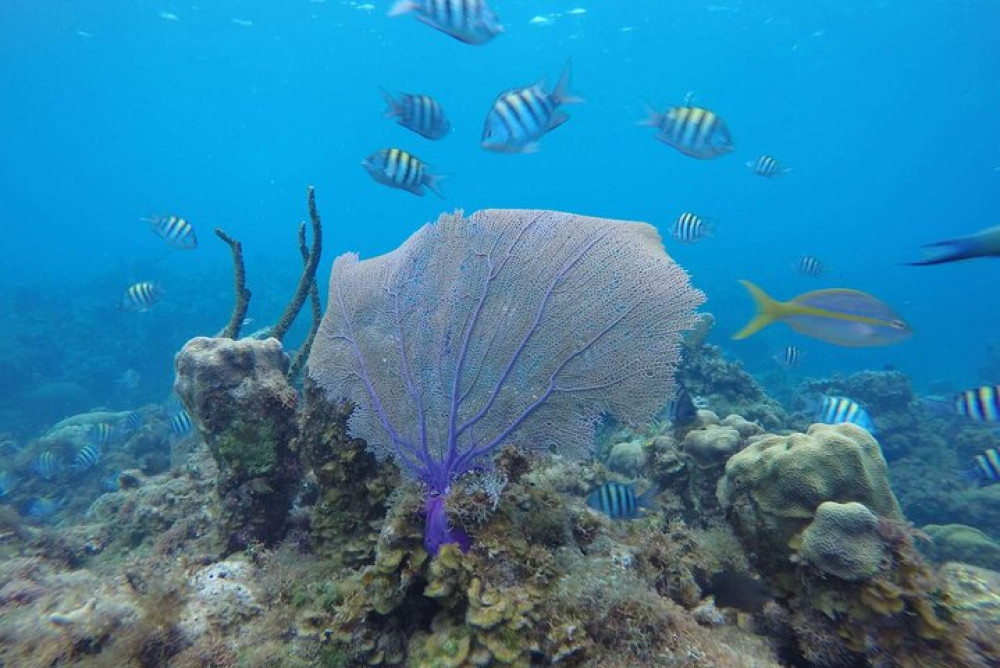 Montego Bay Catamaran: Explore Reefs with Drinks & Live Music