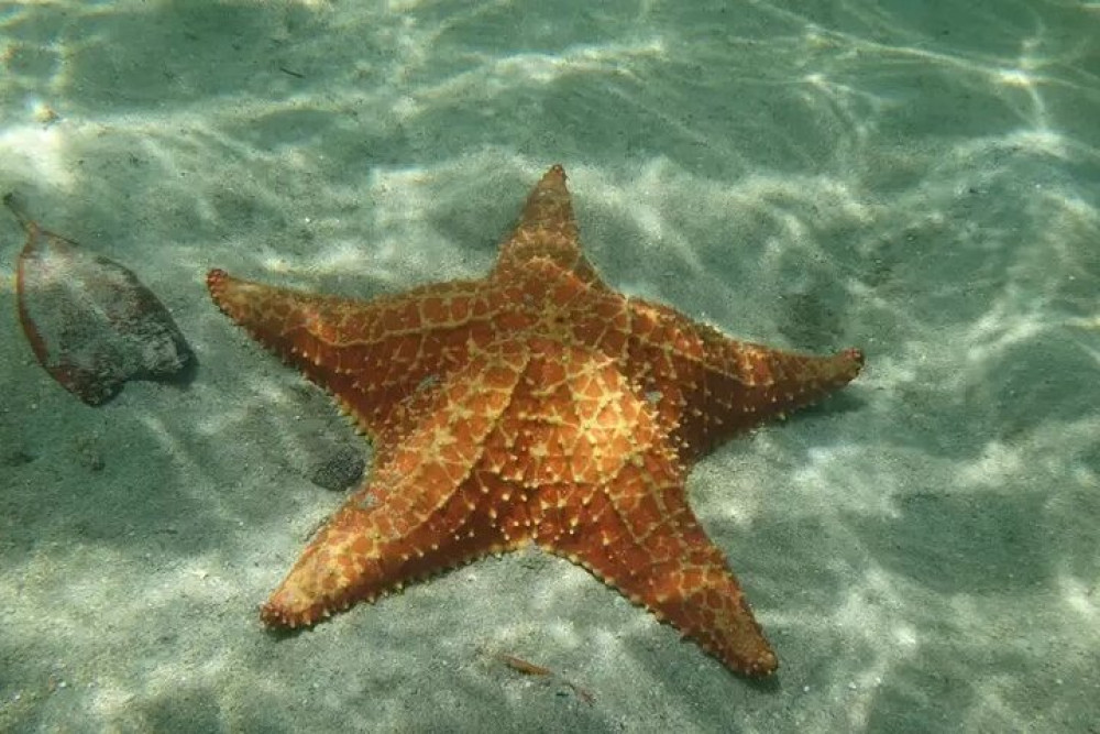 Bayahibe Speed Boat : Saona Island, Turtle Snorkeling & Lunch