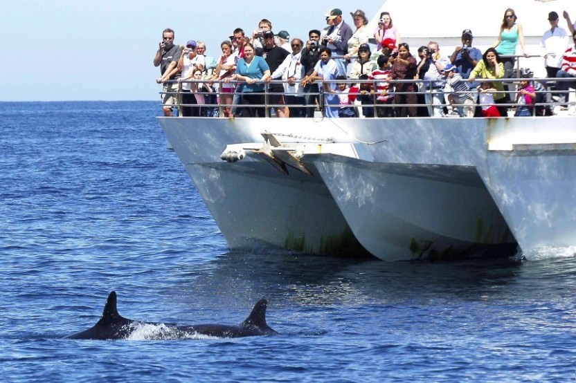 Private Port Stephens Dolphin Cruise