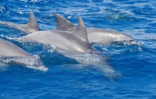 Private Port Stephens Dolphin Cruise