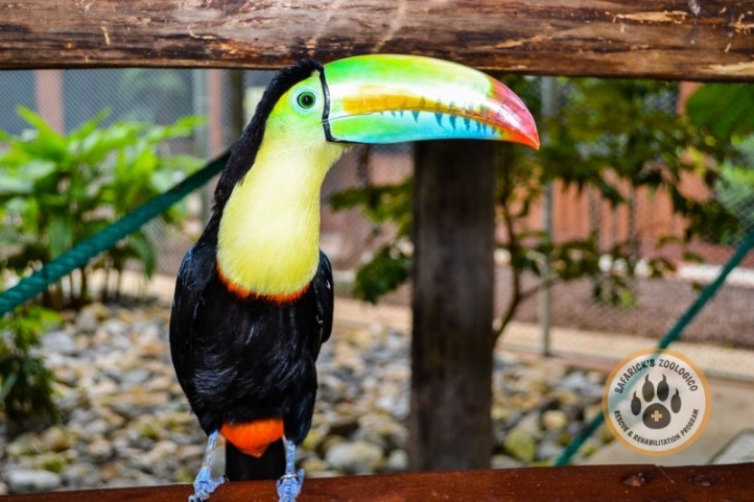 Safarick’s Rescue and Rehabilitation Center