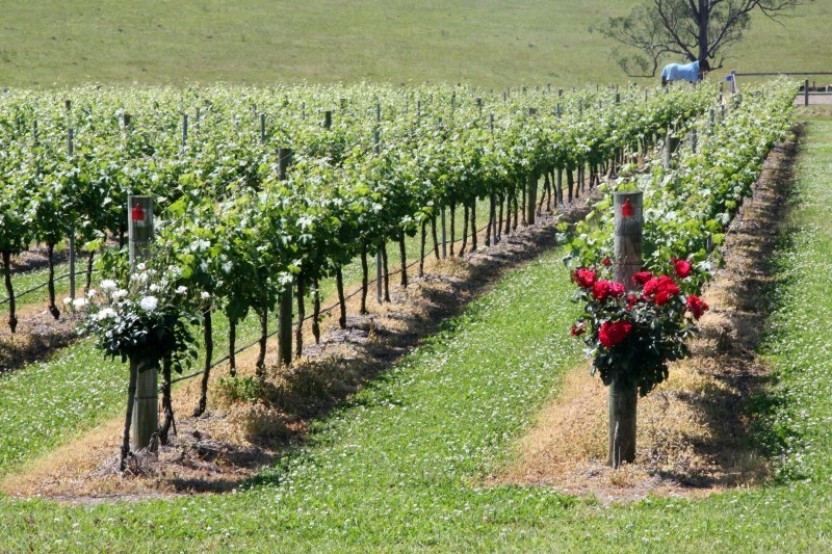 Hunter Valley Private Wine Tours