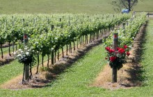 Hunter Valley Private Wine Tours