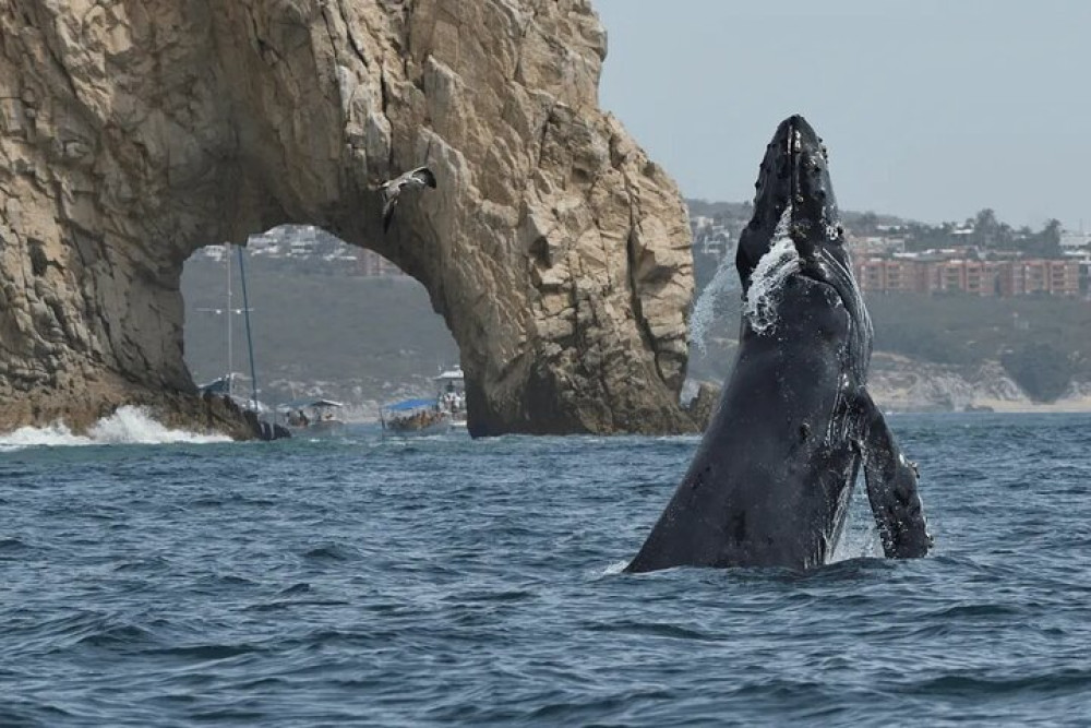 Small Group: Whale Watching Tour: 2 Hours at Arch & Lover’s Beach