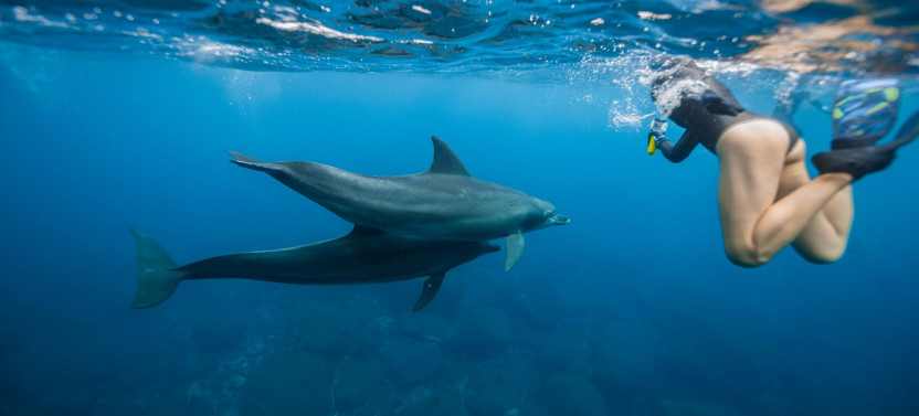 Small Group: Swim with Wild Dolphins in West Oahu