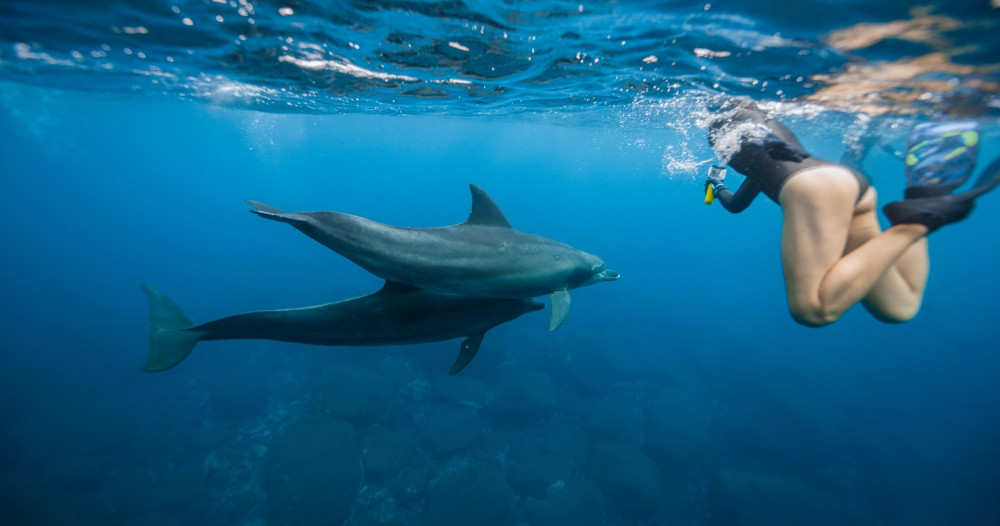 Small Group: Swim with Wild Dolphins in West Oahu