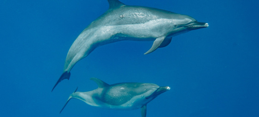 Small Group: Swim with Wild Dolphins in West Oahu