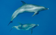 Aloha Ocean3