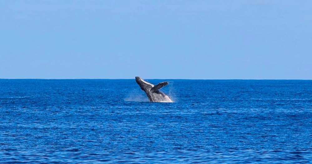 Aloha Ocean