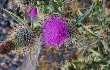 Grampian Escapes and Tours1