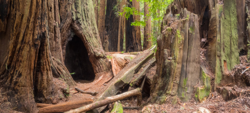 Muir Woods National Monument: Self-Guided Walking and Driving Audio Tour