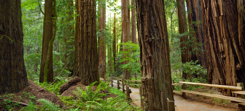 Muir Woods National Monument: Self-Guided Walking and Driving Audio Tour