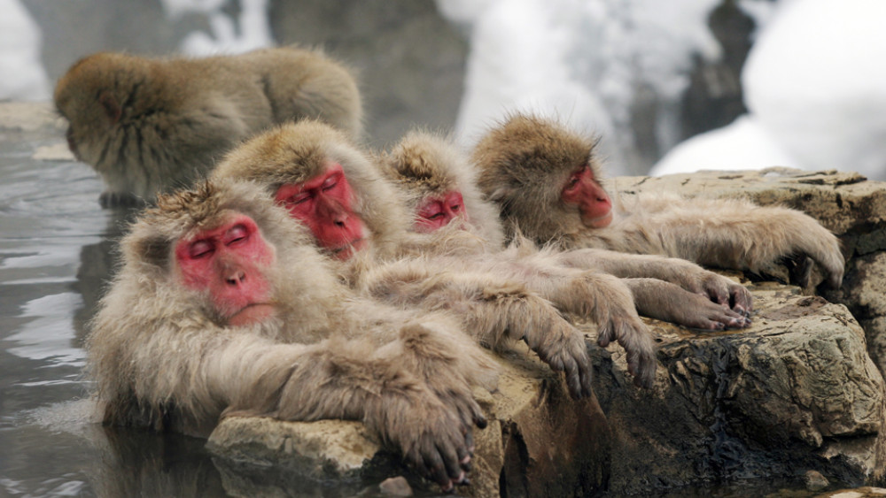 Winter Day Tour from Myoko & Madarao: Snow Monkeys, Zenkoji & Sake