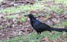 Panama Guided Birding Tours
