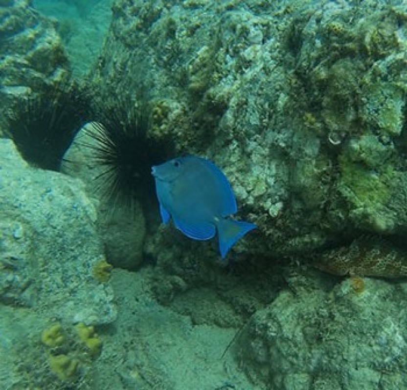 Private: Snuba SXM