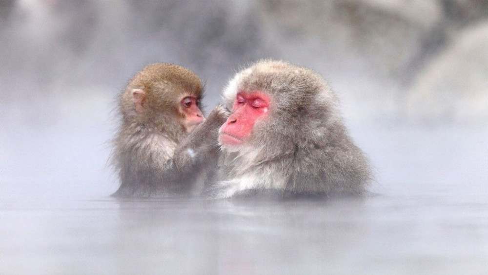Nagano Tour: Snow Monkeys, Zenko-ji Temple & Sake