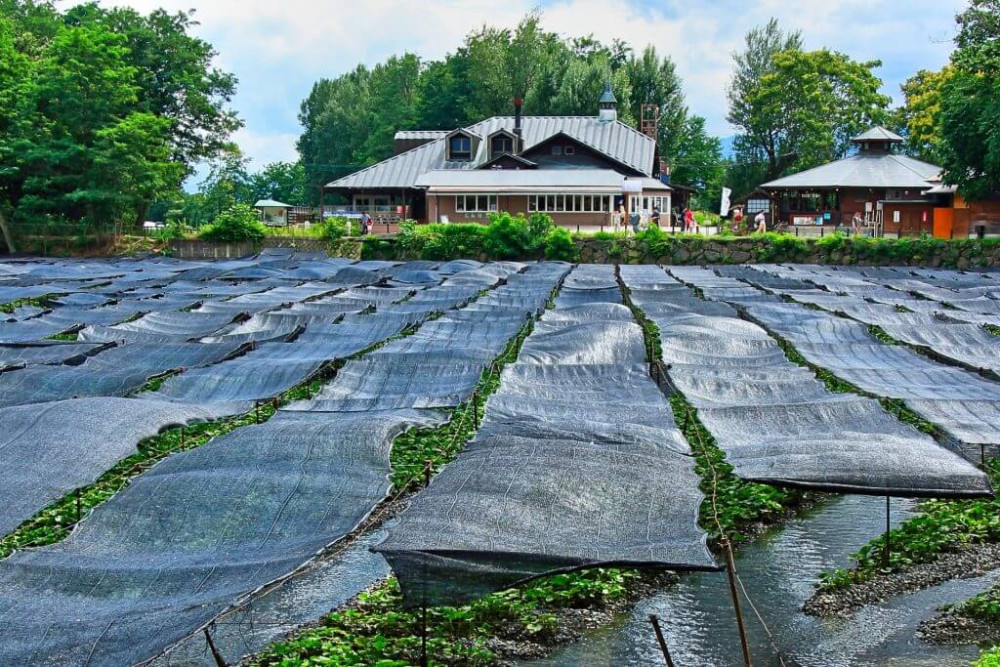 1-Day Wasabi Picking and Kamikochi Alpine Valley Tour with Lunch