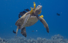 Kohala Divers27