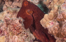Kohala Divers32