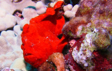 Kohala Divers36