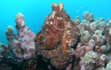 Kohala Divers37