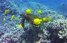 Kohala Divers38