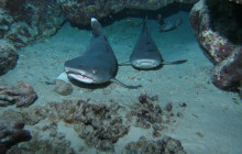 Kohala Divers39