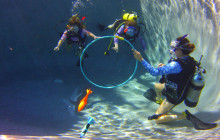 Kohala Divers45