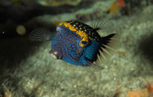 Kohala Divers53